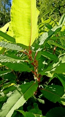 Koenigia polystachya