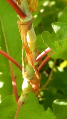 Koenigia polystachya