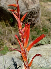 Pitcairnia karwinskyana