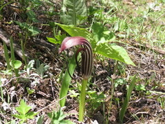Arisaema elephas