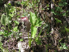 Chris Wyse, CC0, iNaturalist via GBIF Arisaema elephas, photograph Chris Wyse, CC0, iNaturalist via GBIF