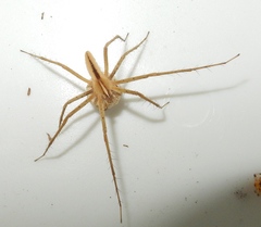 Pisaurina dubia