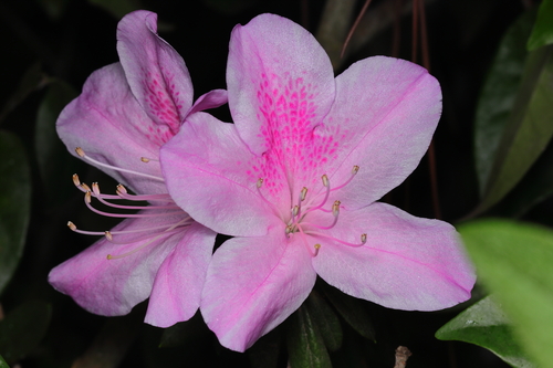 Rhododendron × pulchrum, photograph 3