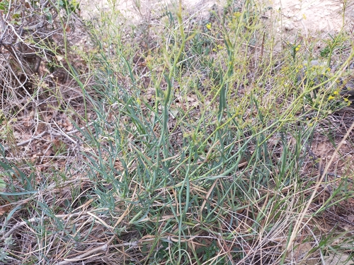 Bupleurum fruticescens, photograph 6