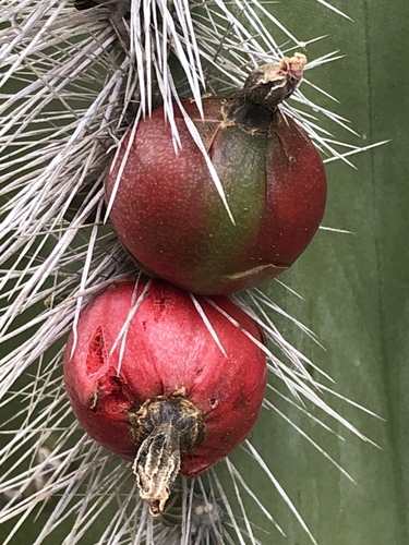 senita cactus