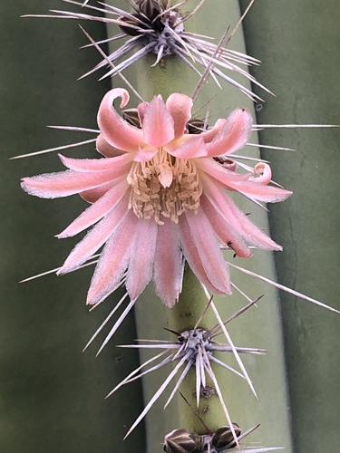 senita cactus