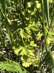 Potentilla biennis