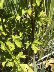 Potentilla biennis