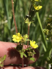 Potentilla biennis