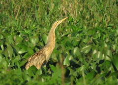 Pinnated Bittern photo 5