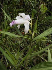 Sobralia rosea