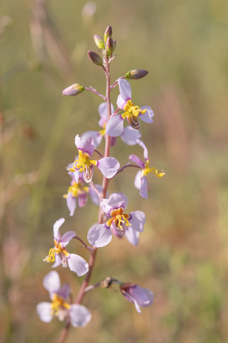 Cyanella cygnea (Cyanella cygnea)