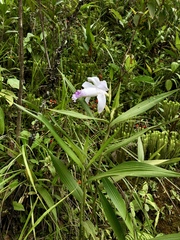 Sobralia rosea