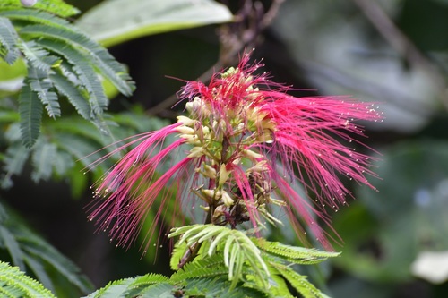 Calliandra (Calliandra calothyrsus)