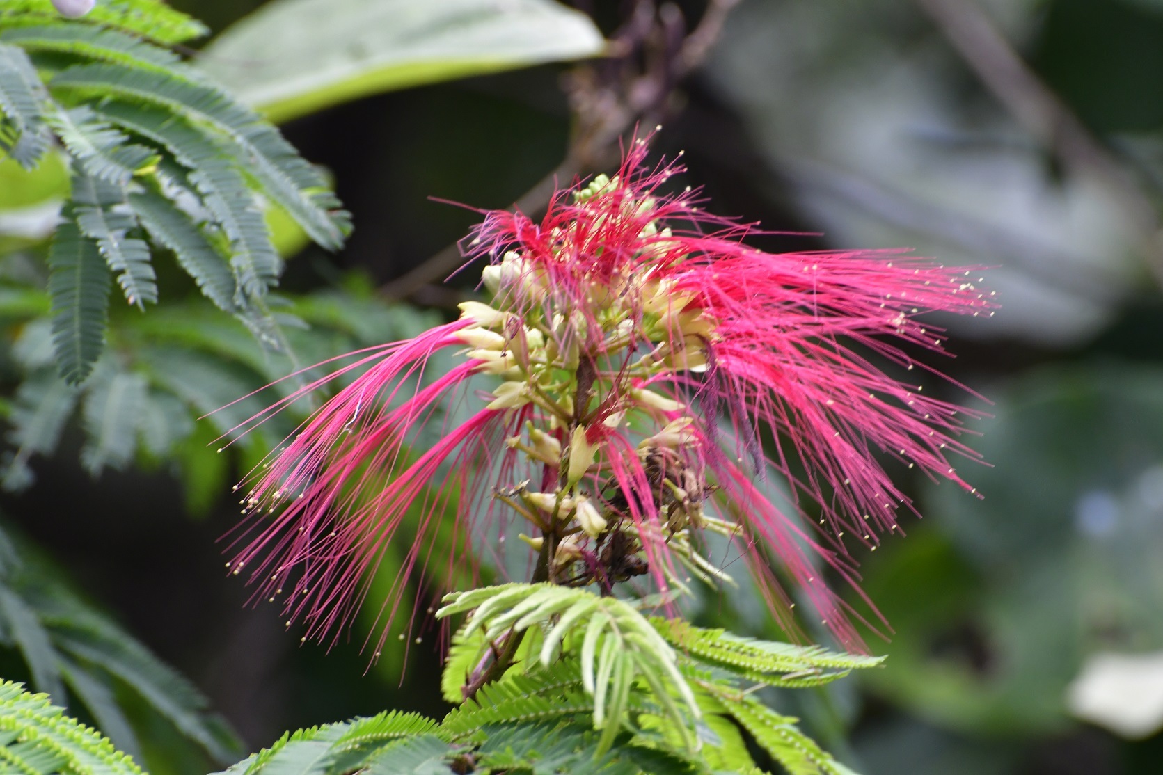 Calliandra (Calliandra calothyrsus)