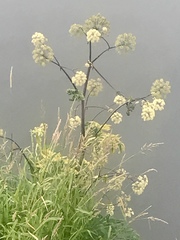 Angelica atropurpurea