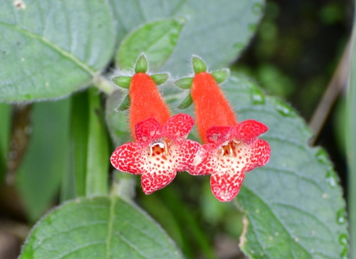 Kohleria rugata, photograph 5