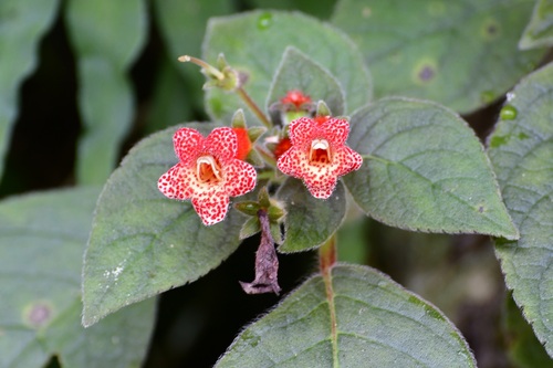 Kohleria rugata, photograph 6
