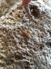 Centruroides testaceus