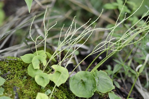 Peperomia claytonioides (Peperomia claytonioides)