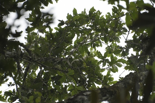 Quercus corrugata, photograph 2