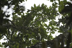Quercus corrugata, photograph (c) Neptalí Ramírez Marcial, some rights reserved (CC BY)