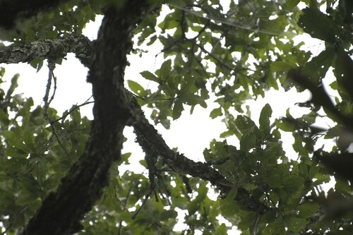 Quercus corrugata, photograph 1