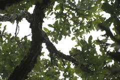 Quercus corrugata, photograph (c) Neptalí Ramírez Marcial, some rights reserved (CC BY)