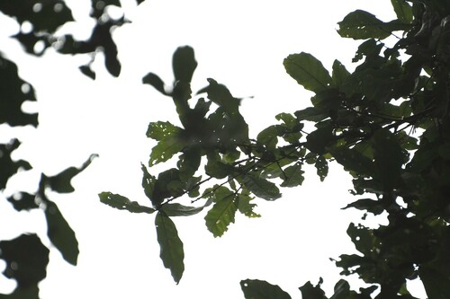 Quercus corrugata