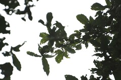 Quercus corrugata