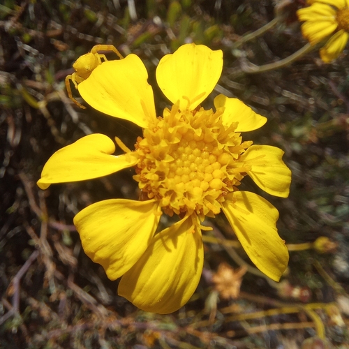 Image of Bushy Babooncabbage (Othonna ramulosa) by (c) kevin koen, some rights reserved (CC BY-SA)