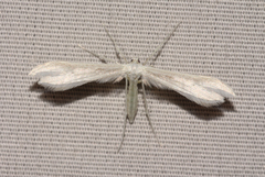 Hellinsia homodactylus