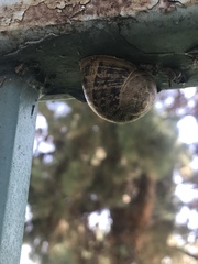 Cornu aspersum
