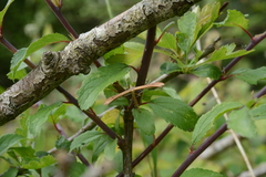 Stenoptilia pterodactyla