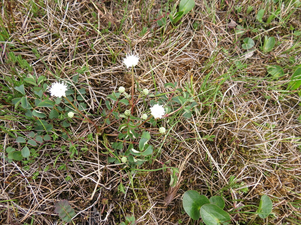 Sanguisorba filiformis (Sanguisorba filiformis)