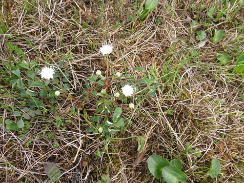 Sanguisorba filiformis (Sanguisorba filiformis)