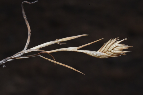 Image of Eremopyrum triticeum by (c) Gabriel Campbell-Martinez, some rights reserved (CC BY)
