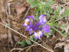 Iris barbatula, photograph Chris Wyse, CC0, iNaturalist via GBIF