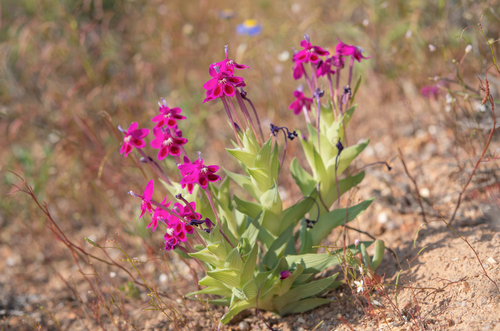 Lapeirousia silenoides