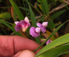 Lathyrus palustris