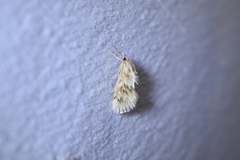 Cynaeda dentalis