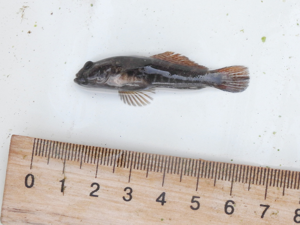 Caspian ratan goby (Ponticola ratan) — Gobiidae