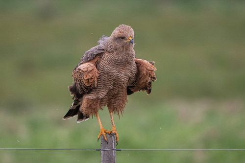 Savanna Hawk