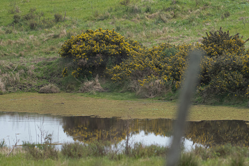 gorse