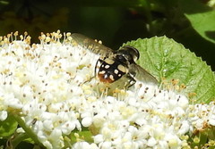 Sericomyia lata