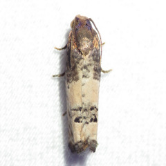 Epiblema desertana