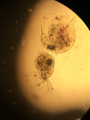 Streblocerus serricaudatus
