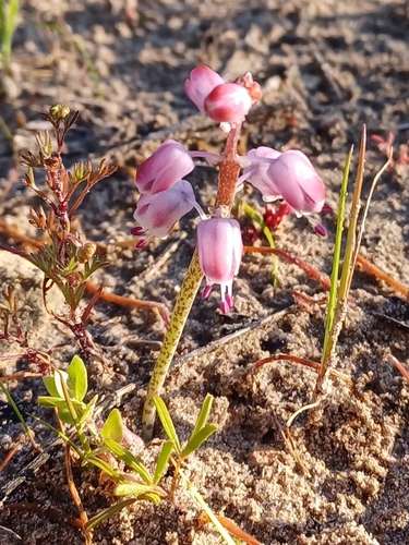 Lachenalia juncifolia