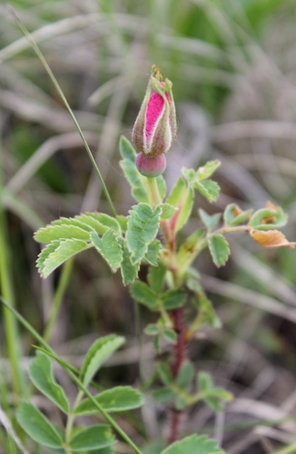 prairie rose