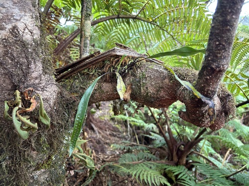 Lepisorus thunbergianus observed 2024-09-14